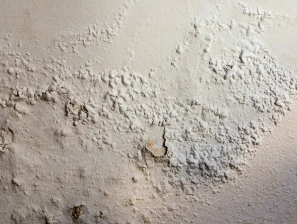 Desconchado y humedad en la pintura de una pared interior por filtración, vivienda en Trobajo del Camino
